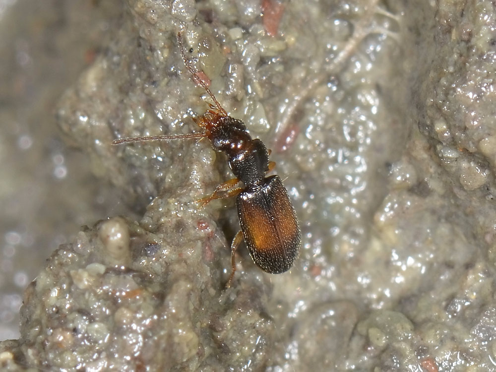 Perileptus areolatus